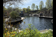 Bild Das Becken 2/3 der Delfinlagune im Tiergarten der Stadt Nürnberg. Ab Montag, 28. April 2025, wird es zusammen mit den Becken 4 und 5 saniert - daher gibt es auch Änderungen für die Gäste.