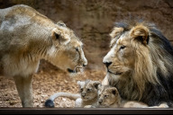 Bild 2023 konnte der Tiergarten zahlreiche Zuchterfolge bei bedrohten Arten vermelden: Unter anderem gab es am 22. November Nachwuchs bei den Asiatischen Löwen. Mutter Aarany kümmerte sich von Beginn an fürsorglich um ihren Nachwuchs, nach einigen Wochen durfte auch Vater Kiron zu den Kleinen. 