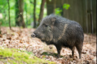 Bild Mit den stark gefährdeten südamerikanischen Chaco-Pekaris ist 2023 eine neue Art in den Tiergarten eingezogen.