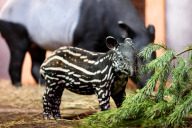Bild Braun-weiß gefleckter Nachwuchs: Im November 2023 kam ein Schabrackentapir-Weibchen zur Welt. 