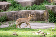 Bild Mähnenspringer: Bei den Mähnenspringern wurden in den letzten Wochen insgesamt drei Jungtiere geboren. Die Tiere verfügen über spezielle Hufe und kräftige Beine. Bereits die Kleinsten sind schon geschickte Springer und Kletterer. 