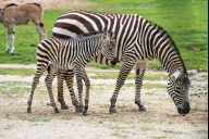Bild Böhmzebra: Die Antilopen teilen sich die Anlage mit den Böhmzebras, die ebenfalls Ende April Nachwuchs bekommen haben. 