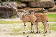 Bild Elenantilopen: Auf der Afrikaweide neben dem Kinderzoo kamen in den letzten Wochen drei Elenantilopen zur Welt. 