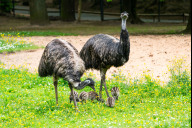Bild Emus: Nachdem es mehr als 20 Jahre keinen Nachwuchs bei den Emus gegeben hatte, freut sich der Tiergarten nun schon das zweite Jahr in Folge über mehrere Küken. 