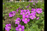 Bild Der umgestaltete Ismail-Yaşar-Platz im Ortsteil Gleishammer ist am Montag, 26. Mai 2025, der Öffentlichkeit übergeben worden. Die Eingänge zur Grünanlage sind von Staudenbeeten gesäumt. Der pinkfarbene Storchschnabel bringt lebendige Farbtupfer in die Anlage. Im September 2025 werden weitere 10 000 Blumenzwiebeln gepflanzt, im Frühjahr dann Krokusse und Narzissen.