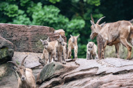 Bild Im Tiergarten der Stadt Nürnberg kamen in den letzten Wochen neun Alpensteinböcke (Capra ibex) zur Welt. Die jüngsten sind erst wenige Tage alt. Ein Teil von ihnen könnte 2026 in den Alpen ausgewildert werden.