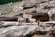 Bild Die steilen Felsen sind für die jungen Kletterkünstler keine große Herausforderung. Dass sich Steinböcke so sicher in felsigem Gelände bewegen können, hat anatomische Gründe: Steinböcke können die beiden Zehen ihrer breiten Hufe unabhängig voneinander bewegen. Dabei sorgen die hornartigen Kanten und die weichen Ballen dafür, dass sie nicht abrutschen.