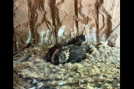 Bild Der junge Bartgeier in der Felsnische des Tiergartens, kurz bevor es für ihn nach Frankreich zur Auswilderung ging.