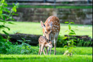 Bild Vor kurzem kamen auch bei den Dybowski-Hirschen (Cervus nippon dybowskii) fünf Kitze zur Welt. Die Tiere zeigen sich momentan im typisch rotbraunen Sommerfell mit großen weißen Flecken. 