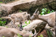 Bild Die Gruppe der Alpensteinböcke (Capra ibex) hat sich um vier Kitze vergrößert. Die Kleinen standen bereits kurz nach der Geburt auf den Beinen und kletterten die schroffen Felswände nach oben. 