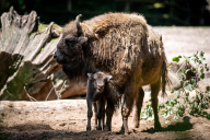 Bild Die Wisente (Bison bonasus) sind die europäischen Verwandten der Bisons. Hier kam Anfang Juni ein Jungtier zur Welt.