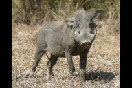 Bild In Afrika kommt die Schweinepest bei Pinselohr- und Warzenschweinen natürlicherweise vor, führt bei diesen jedoch durch eine lange gemeinsame Evolution nicht zu einer Erkrankung. Der zugrundeliegende Mechanismus im Immunsystem könnte jedoch entscheidend in der Bekämpfung des Virus und für den Artenschutz sein. Das Bild zeigt ein Warzenschwein in der Natur. 