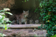 Bild Noch halten sich die drei jungen Luchse hauptsächlich in einer Felsnische auf, sie zeigen sich inzwischen aber immer öfter den Besucherinnen und Besuchern. 