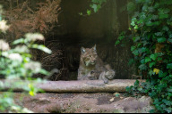 Bild Die Luchse im Tiergarten ziehen nun schon das dritte Jahr in Folge Jungtiere groß – nach einer langen Pause: Davor gab es den letzten Nachwuchs 1991.