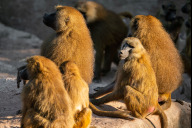 Bild Guinea-Paviane im Tiergarten der Stadt Nürnberg, aufgenommen im Mai 2022. 