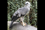 Bild Amaya wiegt inzwischen knapp acht Kilo und hat damit schon das Gewicht ihrer Mutter erreicht. Dass es sich bei ihr um einen Jungvogel handelt, ist unter anderem am überwiegend hellen Brustgefieder und dem weißen Kopf zu erkennen. Erst im Erwachsenenalter verfärbt sich das Brustschild schwarz und der Kopf grau.