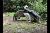 Bild Harpyien gelten als die stärksten Greifvögel der Welt und in verschiedenen Kulturen als mythische Wesen. Hier ist Männchen Domingo zu sehen, der in direkter Nachbarschaft zu Amaya lebt. 