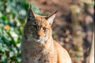 Bild Im Zuge des Artenschutzprojekts „Luchs Thüringen – Europas Luchse vernetzen“ ist am Dienstag, 27. August 2024, ein männlicher Karpatenluchs aus dem Tiergarten Nürnberg ausgewildert worden. Der Kuder kam im Mai 2023 zur Welt. Hier ein Foto vom März 2024, aufgenommen im Tiergarten.