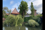 Bild Aufgrund von Sturmschäden müssen zwei stark beschädigte Weiden am Henkersteg entfernt werden.