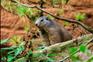 Bild Die Alpenmurmeltiere sind seit Kurzem in der alpinen Anlage der Bartgeier zu Hause. In dem naturnah gestalteten Gehege haben sie auch viel Platz, um ihre typischen Tunnelsysteme zu graben, in die sie sich im Winter zurückziehen.