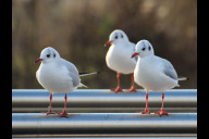 Bild Beringte Lachmöwen.