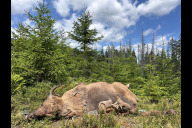 Bild Der tote Wisent im Juli: In gefrorenem Zustand brachte der Tiergarten der Stadt Nürnberg den Wisentbullen am 29. Juli 2024 in den Nationalpark Šumava.