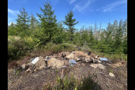 Bild Nach einem Monat ist von dem ausgelegten Wisentkadaver bis auf Gerippe und Fell nur noch wenig übrig. Das Foto stammt vom 30. August 2024.