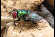 Bild Die erste insektenkundliche Auswertung der  ausgelegten Becherfallen nach 60 Tagen brachte den Erstnachweis der Schmeißfliege Chrysomya albiceps für den Šumava Nationalpark hervor.