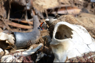 Bild Kadaver von Wildtieren haben einen hohen ökologischen Wert und sind wahre Hotspots der Biodiversität. Selbst nach einem Monat finden Schmetterlinge hier noch wichtige Spurenelemente. 