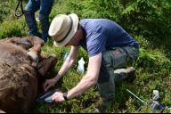Bild Kadaverökologe Dr. Christian von Hoermann von der Universität Würzburg, der das Projekt leitet, bereitet Becherfallen vor. Diese sind im Boden versenkt und dienen dem Fang von Insekten. Auf diese Weise wurde auch die Chrysomya-Fliege erfasst. 