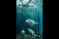 Bild Für die Studie wurden Daten von Seehunden, Kalifornischen Seelöwen, Großen Tümmlern und Eisbären herangezogen. Alle diese Tierarten werden auch im Tiergarten Nürnberg gehalten. Die Delfine teilen sich in Nürnberg eine Anlage mit den Seelöwen. Das Foto zeigt eine Unterwasseransicht der Lagune vom Blauen Salon aus vom Juni 2022.