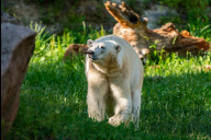 Bild Durch regelmäßige Trainingseinheiten mittels positiver Verstärkung können in den Zoos heute viele Untersuchungen und Eingriffe ohne Narkose durchgeführt werden. Auch der Tiergarten Nürnberg führt seit vielen Jahren dieses sogenannte medizinischen Training durch, beispielsweise bei den Eisbären, und entwickelt die Methoden stetig weiter.  Das Bild zeigt Eisbärin Elva im Juni 2023 im Tiergarten der Stadt Nürnberg.