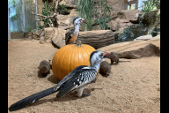 Bild Bei der Kürbis-Rallye im Tiergarten sollen die Teilnehmenden Ausschau nach Kürbissen in und an Gehegen halten. Sie verraten, wo die richtigen Antworten zu finden sind. Letztes Jahr war ein Kürbis beispielsweise bei den Zwergmangusten und Rotschnabeltokos versteckt. 