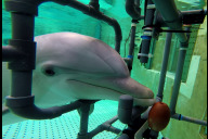 Bild Delfine spüren elektrische Felder im Wasser: Zu diesem zentralen Ergebnis ist Dr. Tim Hüttner, Biologe und wissenschaftlicher Mitarbeiter beim Verein der Tiergartenfreunde Nürnberg e. V., in seiner Doktorarbeit gekommen. Hüttner hat die sogenannte Elektrorezeption bei Großen Tümmlern mit insgesamt vier Delfinen aus Nürnberg erforscht.