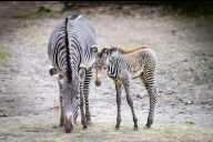 Bild Zuwachs bei den Grevyzebras im Tiergarten: Mitte Januar kam ein junger Hengst zu Welt. Die Zebra-Art zeichnet sich durch ihren weißen Bauch, das enge Streifenmuster und die großen Plüschohren aus.