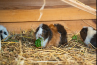 Bild Hausmeerschweinchen im Tiergarten Nürnberg – welche Bedürfnisse die Nager haben, können Interessierte in einem Haustierworkshop lernen. 
