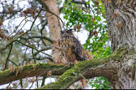 Bild Greifvögel, Störche und Eulen, darunter auch Uhus, landen als Findlinge immer wieder in der Aufzuchtstation des Nürnberger Tiergartens. Um den Uhu dreht sich der Vortrag von Christiane Geidel vom LBV am 19. November 2025.