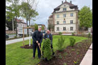 Bild Von links nach rechts: Ferdinand Hirschfelder, Erster Vorsitzender des Bürgervereins St. Johannis-Schniegling-Wetzendorf e. V., und Bürgermeister und Erster Sör-Werkleiter Christian Vogel haben am Dienstag, 21. April 2026, den Pocket Park feierlich der Öffentlichkeit übergeben und gemeinsam den letzten Johannisbeerstrauch gepflanzt.