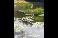 Bild Zehn Europäische Sumpfschildkröten aus dem TIergarten Nürnberg werden im Juli 2026 in verschiedenen hessischen Schutzgebieten ausgewildert - hier die "Hölle von Rockenberg".
