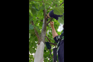 Bild In einem Pilotprojekt testet der Servicebetrieb Öffentlicher Raum Nürnberg derzeit drei verschiedene Sensortypen zur Erfassung der Bodenfeuchte, um Gießintervalle gezielt anpassen zu können. Dieser Saftfluss-Sensor direkt am Ast misst den Wassertransport im Baum und gibt direkte Hinweise auf den Wasserverbrauch und Stress.