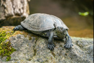Bild Eine ausgewachsene Sumpfschildkröte im Tiergarten Nürnberg. 