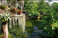 Bild In seinem Vortrag berichtet Prof. Harald Beck über das artenreichste Gebiet der Erde, den Amazonas. Ein kleiner Ausschnitt daraus ist während der regulären Öffnungszeiten im Manatihaus erlebbar.