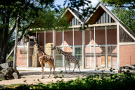 Bild Energieeffizienter und attraktiver: Der Tiergarten und das Hochbauamt der Stadt Nürnberg erneuern und erweitern ab Herbst 2024 das Giraffenhaus. 