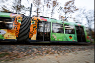 Bild Die Gewinnerkinder und -jugendlichen haben am Freitag, 31. Oktober 2025, zusammen mit Bürgermeister Christian Vogel und VAG-Vorstand Magdalena Wiegel die neue Tiergartenstraßenbahn mit ihren Kunstwerken eingeweiht. Seitdem fährt die neue Tiergartenstraßenbahn als Botschafterin für den Erhalt der Artenvielfalt durch das Stadtgebiet. Über 200 Kinder haben sich an dem Malwettbewerb beteiligt, die Kunstwerke von 35 von ihnen sind in den kommenden drei Jahren auf der Straßenbahn zu sehen.