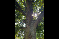 Bild Alter Baum am Wöhrder See.