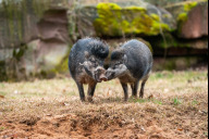 Bild Südostasiatische Schweinearten wie die Visayas-Pustelschweine sind durch die Afrikanische Schweinepest besonders bedroht. Gemeinsam mit vielen Partnern arbeitet der Tiergarten Nürnberg daran, Schutzmaßnahmen voranzutreiben. 