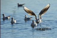 Bild Bei einem Spaziergang entlang der Pegnitz können auch Wasservögel entdeckt werden.