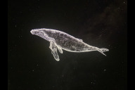 Bild Gezeichnete Wale und andere Charaktere aus „Walgesang" an der Planetariumskuppel.

