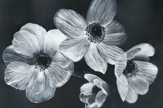 Blumen Schwarz-Weiß