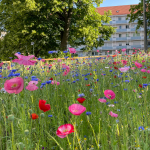 Insektenfreundliche Blühwiese in der Nürnberger Innenstadt